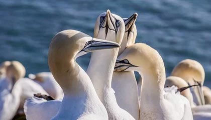 ky体育中国-炉石传说 新版本卡组打法层出不穷，炉石传说卡组分析