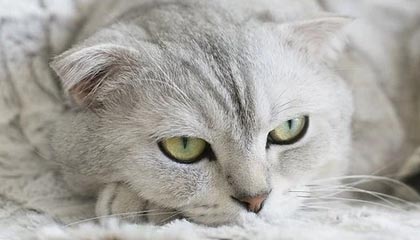 ky体育中国-炉石传说 新版本卡组打法层出不穷，炉石传说卡组分析